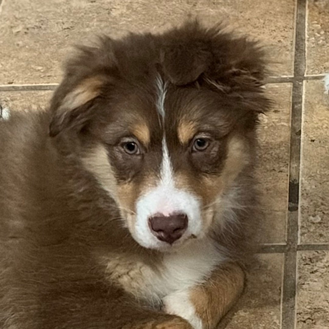 Male Miniature Australian Shepherd Puppy For Adoption β Dakota πΎ - Image 2