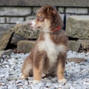 Male Miniature Australian Shepherd Puppy For Adoption – Dakota 🐾
