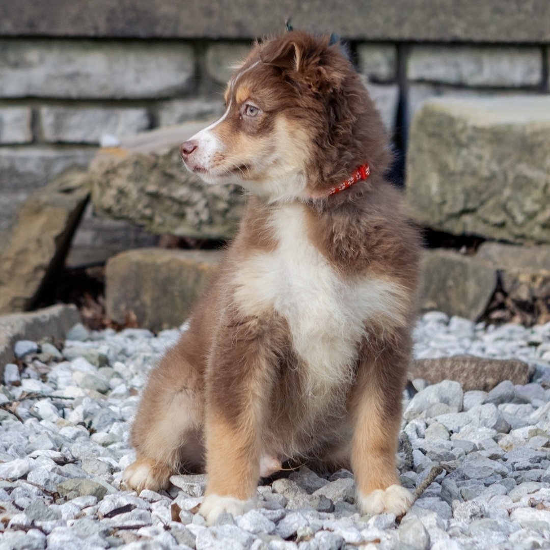 Male Miniature Australian Shepherd Puppy For Adoption β Dakota πΎ