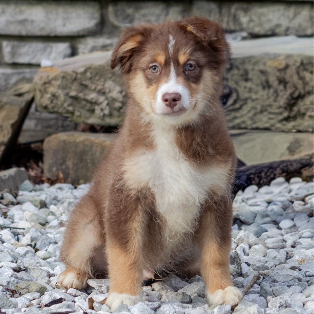 Male Miniature Australian Shepherd Puppy For Adoption β Dakota πΎ - Image 3