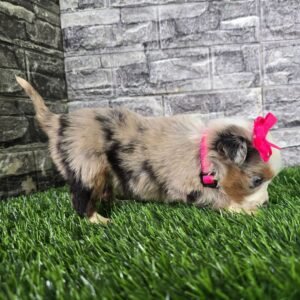 Female Miniature Australian Shepherd Puppy For Adoption – Beauty 🐾