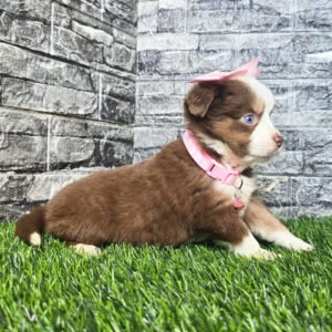 Female Miniature Australian Shepherd Puppy For Adoption – Daisy 🐾