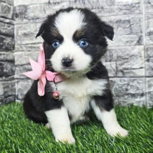 Female Miniature Australian Shepherd Puppy For Adoption – Nova 🐾