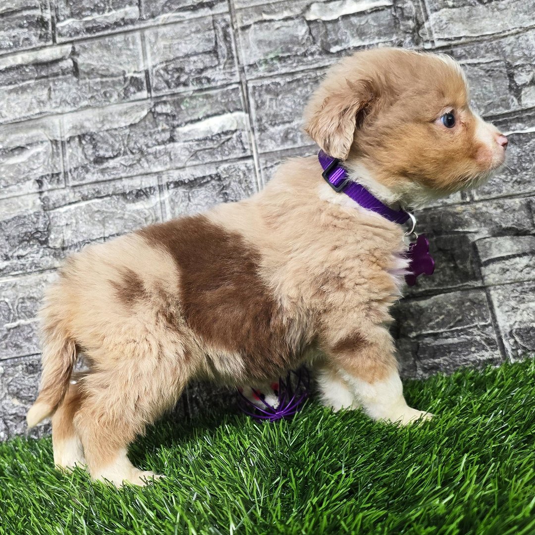 Female Miniature Australian Shepherd Puppy For Adoption β Remi πΎ