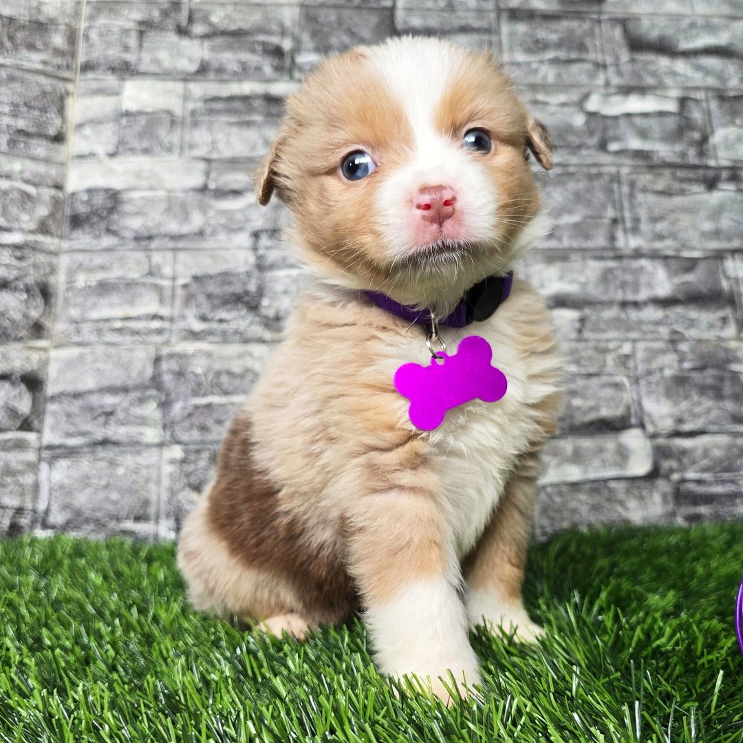 Female Miniature Australian Shepherd Puppy For Adoption β Remi πΎ - Image 3