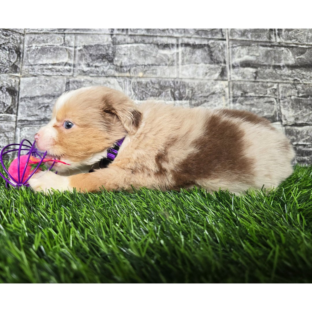 Female Miniature Australian Shepherd Puppy For Adoption β Remi πΎ - Image 2