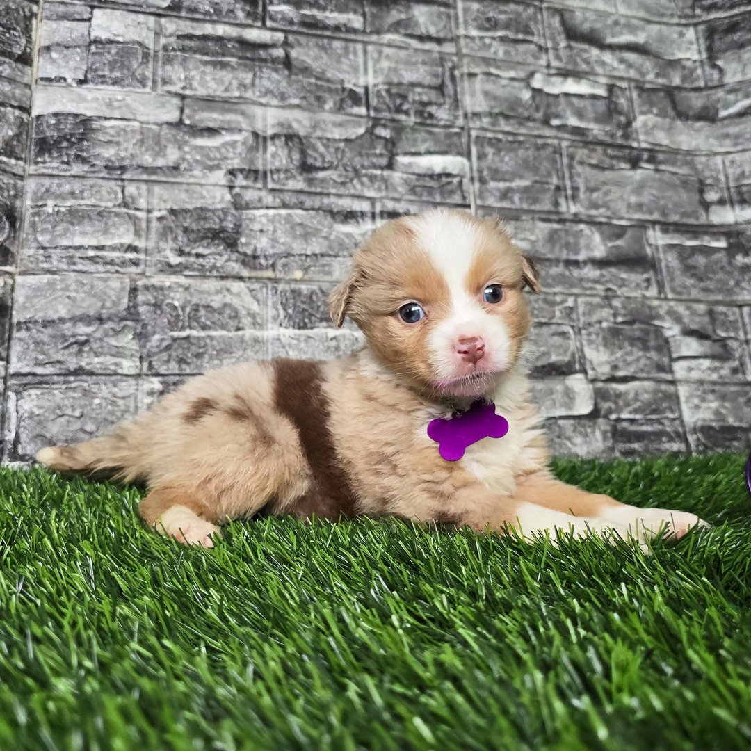 Female Miniature Australian Shepherd Puppy For Adoption β Remi πΎ - Image 4