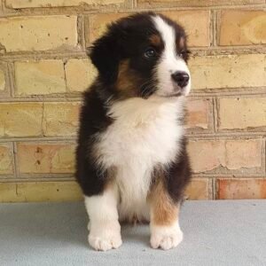 Female Miniature Australian Shepherd Puppy For Adoption – Cleo 🐾