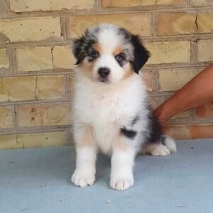 Male Miniature Australian Shepherd Puppy For Adoption – Dino 🐾
