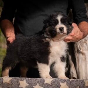 Female Miniature Australian Shepherd Puppy For Adoption – Molly 🐾