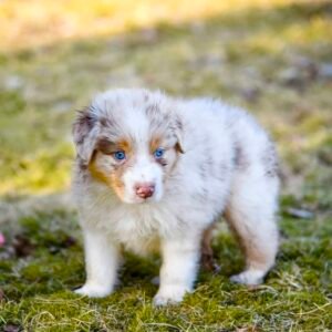 Female Miniature Australian Shepherd Puppy For Adoption – Gina 🐾