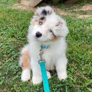 Female Miniature Australian Shepherd Puppy For Adoption – Elsa 🐾