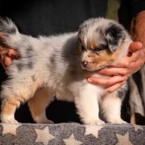 Male Miniature Australian Shepherd Puppy For Adoption – Cooper 🐾