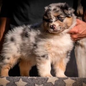 Female Miniature Australian Shepherd Puppy For Adoption – Lucy 🐾