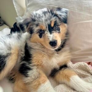 Male Miniature Australian Shepherd Puppy For Adoption – Niko 🐾