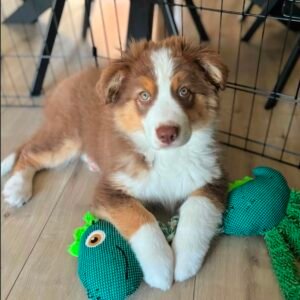 Female Miniature Australian Shepherd Puppy For Adoption – Lola 🐾