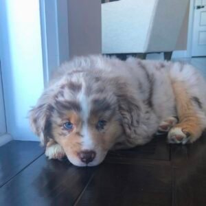 Male Miniature Australian Shepherd Puppy For Adoption – Fella 🐾