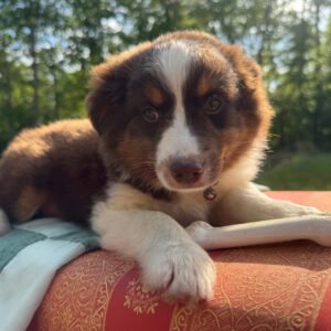 Female Miniature Australian Shepherd Puppy For Adoption – Coral 🐾