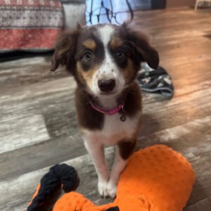Female Miniature Australian Shepherd Puppy For Adoption – Elga 🐾