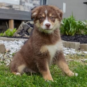 🐾 Male Miniature Australian Shepherd Puppy For Adoption – Dexter