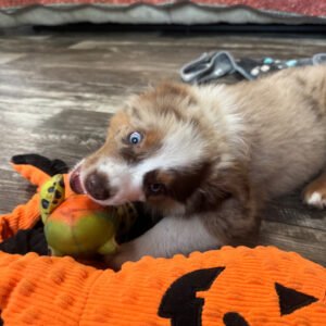 Female Miniature Australian Shepherd Puppy For Adoption – Dio 🐾