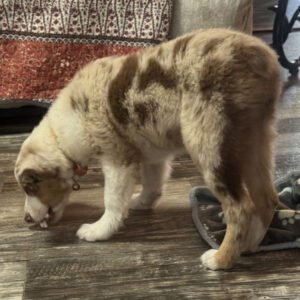 Male Miniature Australian Shepherd Puppy For Adoption – Feeny 🐾