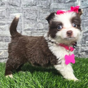 Female Toy Australian Shepherd Puppy For Adoption – Gracie 🐾