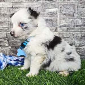 Male Toy Australian Shepherd Puppy For Adoption – Jasper 🐾
