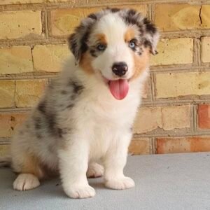 Female Miniature Australian Shepherd Puppy For Adoption – Zoe 🐾