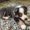 🐶 Why Australian Shepherds Are One of the Best Family Dogs in the World