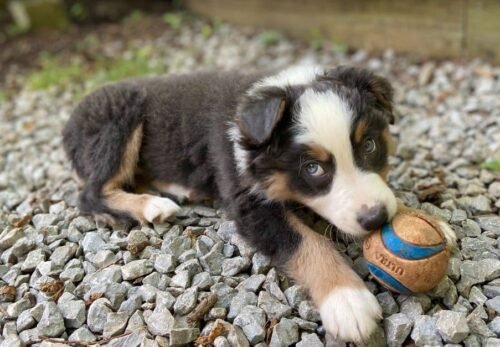 🐶 Why Australian Shepherds Are One of the Best Family Dogs in the World