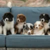 🐶 The Complete Guide to Australian Shepherd Puppies: Everything You Need to Know Before Adopting