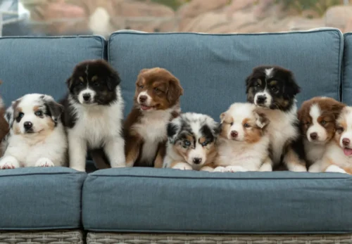 🐶 The Complete Guide to Australian Shepherd Puppies: Everything You Need to Know Before Adopting