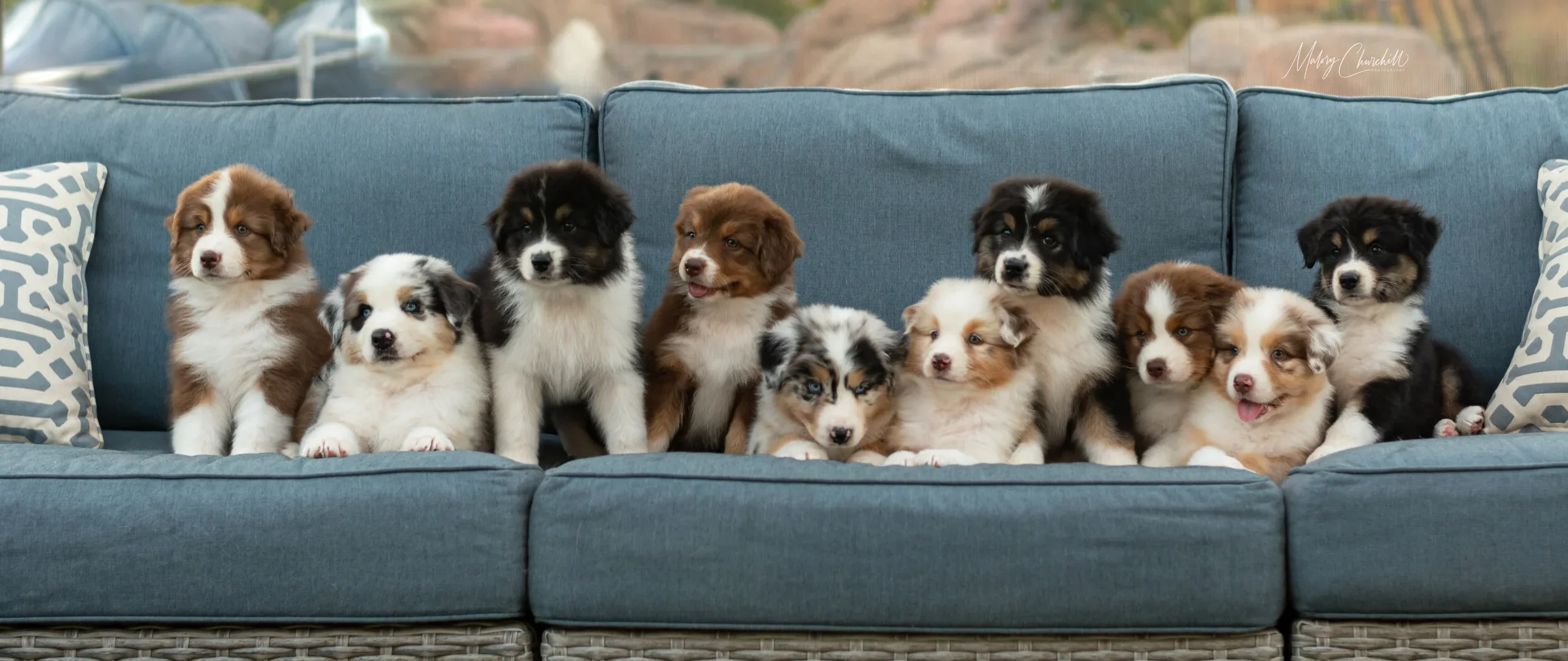 We specialize in providing you with high Quality Australian Shepherd puppies

