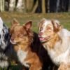 🐾 The Complete Guide to Australian Shepherd Puppies: Everything You Need to Know Before Adopting
