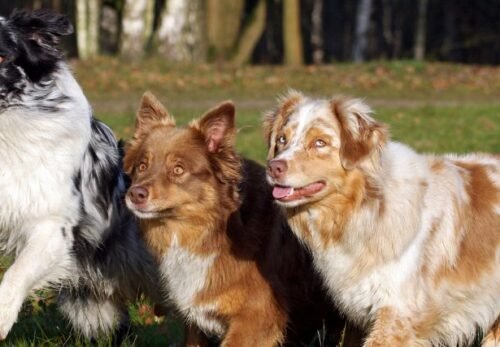🐾 The Complete Guide to Australian Shepherd Puppies: Everything You Need to Know Before Adopting