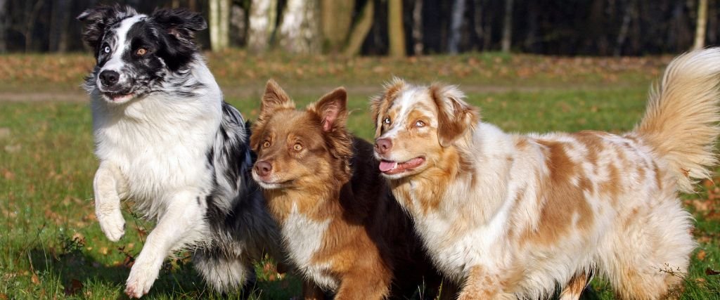 🐾 The Complete Guide to Australian Shepherd Puppies: Everything You Need to Know Before Adopting